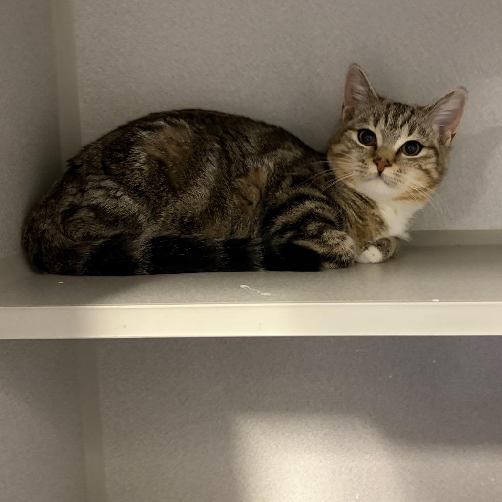 Enlarge Amanda, a Adoptable Domestic Short Hair in Long Beach, CA image 5/6