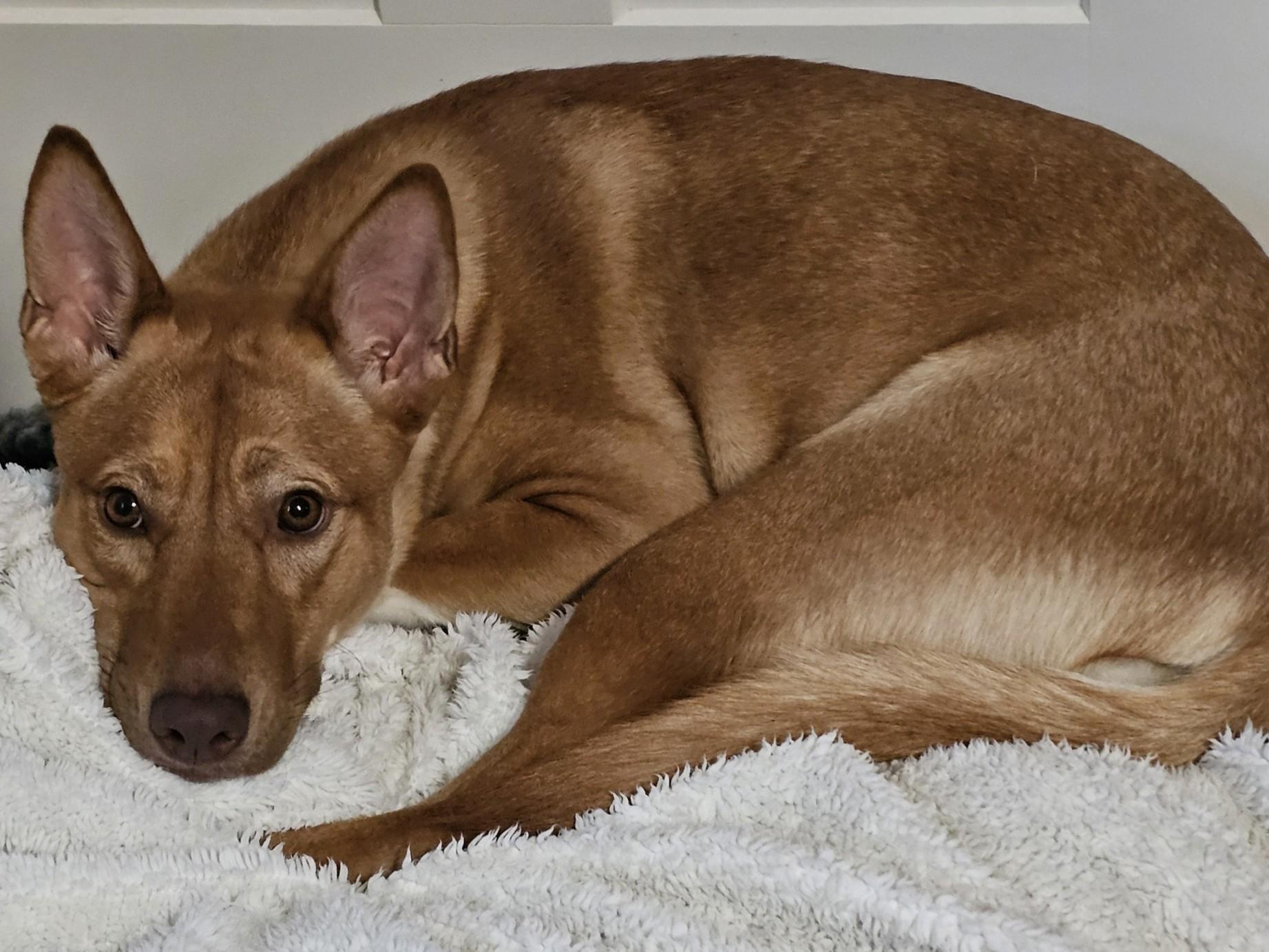 Enlarge Maddie, a Adoptable Mixed Breed in Vassalboro, ME image 1/5