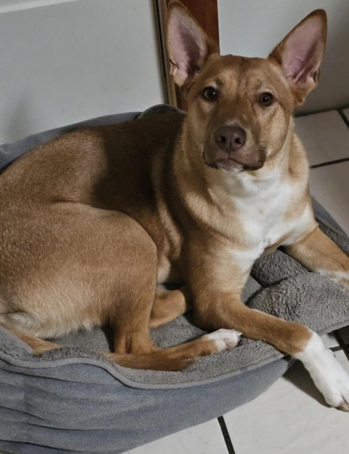 Enlarge Maddie, a Adoptable Mixed Breed in Vassalboro, ME image 2/5