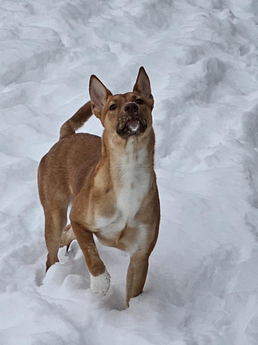 Enlarge Maddie, a Adoptable Mixed Breed in Vassalboro, ME image 5/5