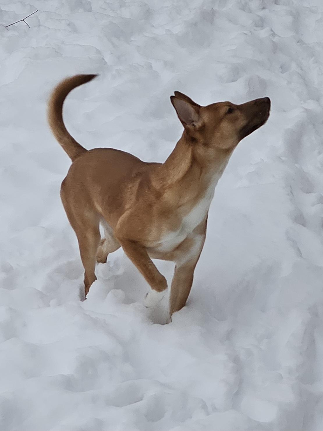 Enlarge Maddie, a Adoptable Mixed Breed in Vassalboro, ME image 4/5