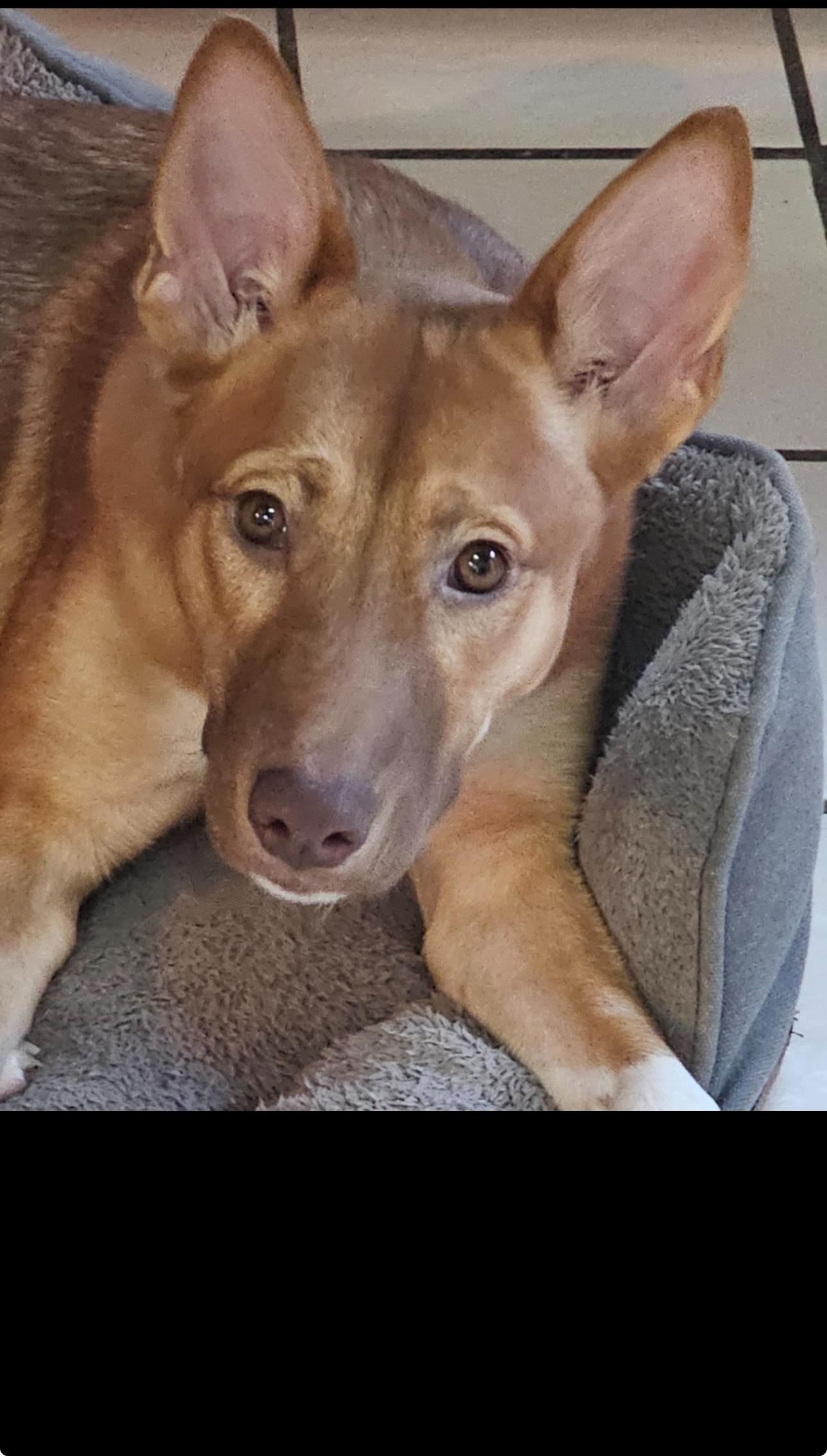 Enlarge Maddie, a Adoptable Mixed Breed in Vassalboro, ME image 3/5