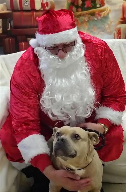 Nina, Adoptable, Senior Female Pit Bull Terrier & Mixed Breed.