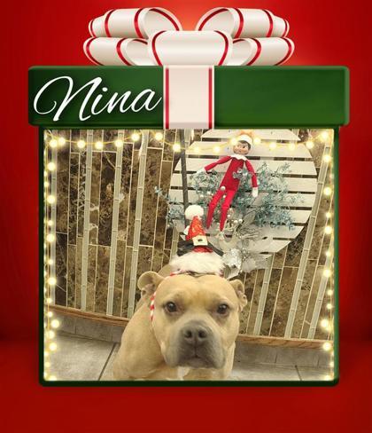 Nina, a Adoptable mixed breed in Hutchinson, KS image 2/3