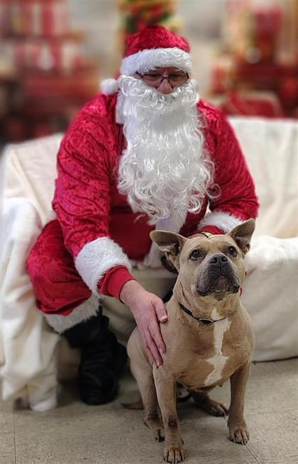 Nina, a Adoptable mixed breed in Hutchinson, KS image 3/3