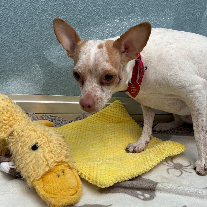 Enlarge Malita, a Adoptable mixed breed in Fort Collins, CO image 1/6