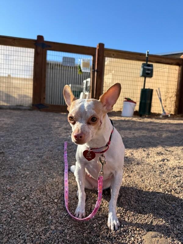 Enlarge Malita, a Adoptable mixed breed in Fort Collins, CO image 2/6