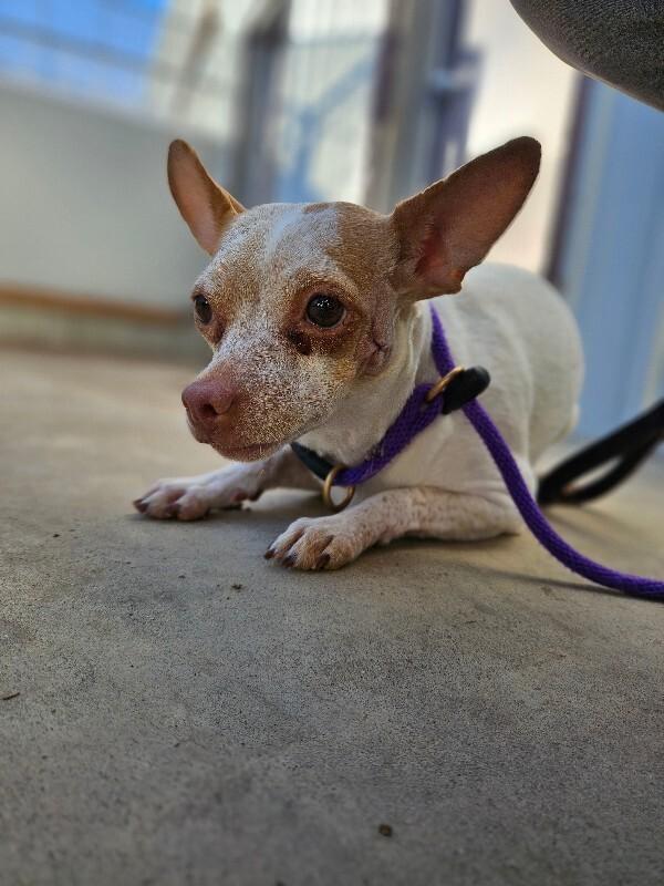 Enlarge Malita, a Adoptable mixed breed in Fort Collins, CO image 4/6
