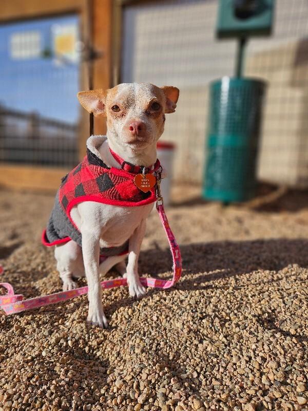Enlarge Malita, a Adoptable mixed breed in Fort Collins, CO image 5/6