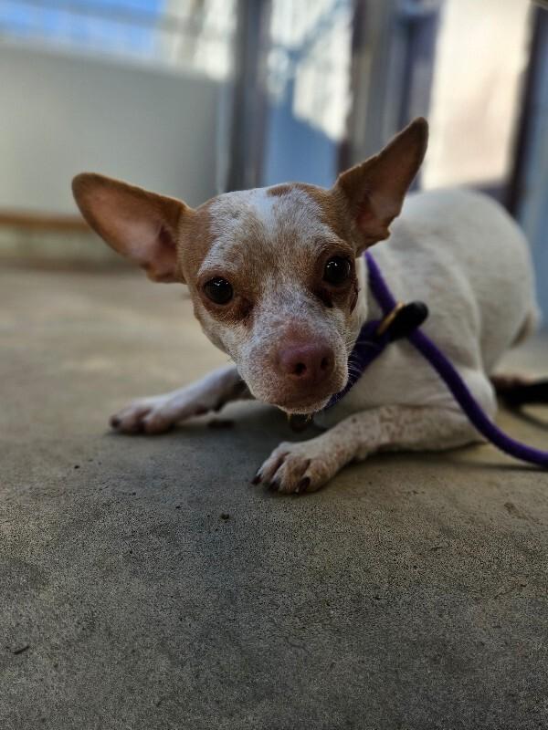 Enlarge Malita, a Adoptable mixed breed in Fort Collins, CO image 6/6