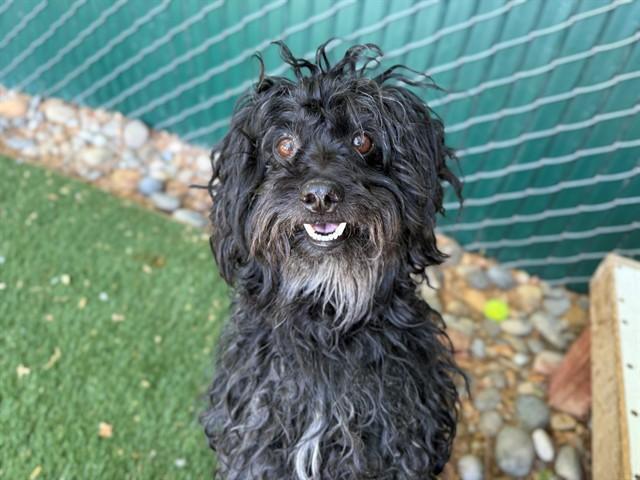 Enlarge SAGE, a Adoptable mixed breed in Antioch, CA image 1/1