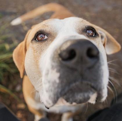 Luke, Adoptable, Adult Male Mixed Breed & Mixed Breed.