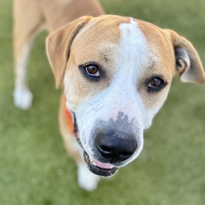 Luke, a Adoptable Mixed Breed in Largo, FL image 2/3