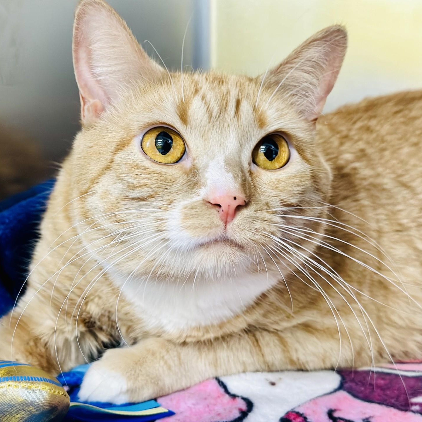 Chihiro , ADOPTABLE, Adult Female Domestic Short Hair.