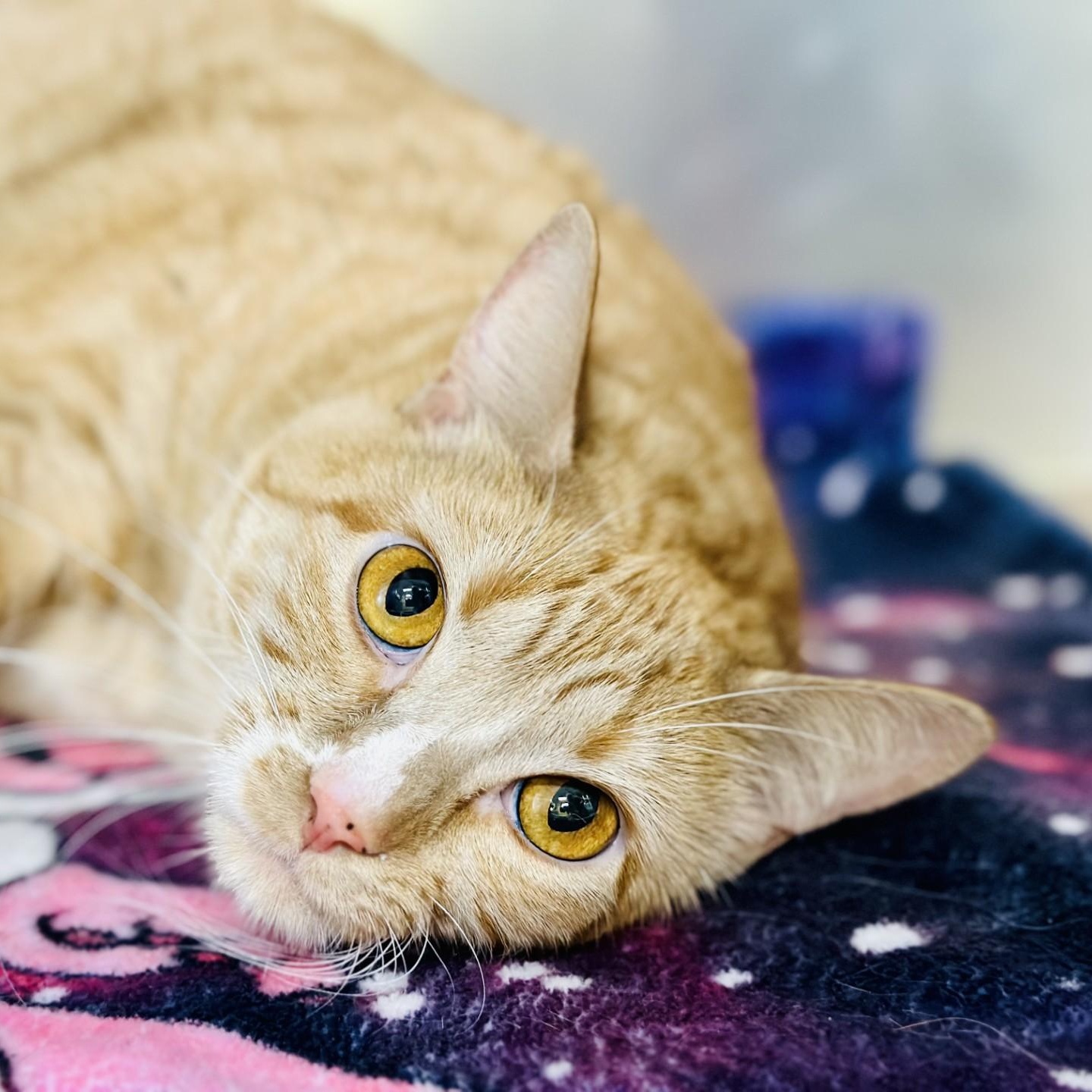 Enlarge Chihiro , a ADOPTABLE Domestic Short Hair in Jackson, NJ image 2/2