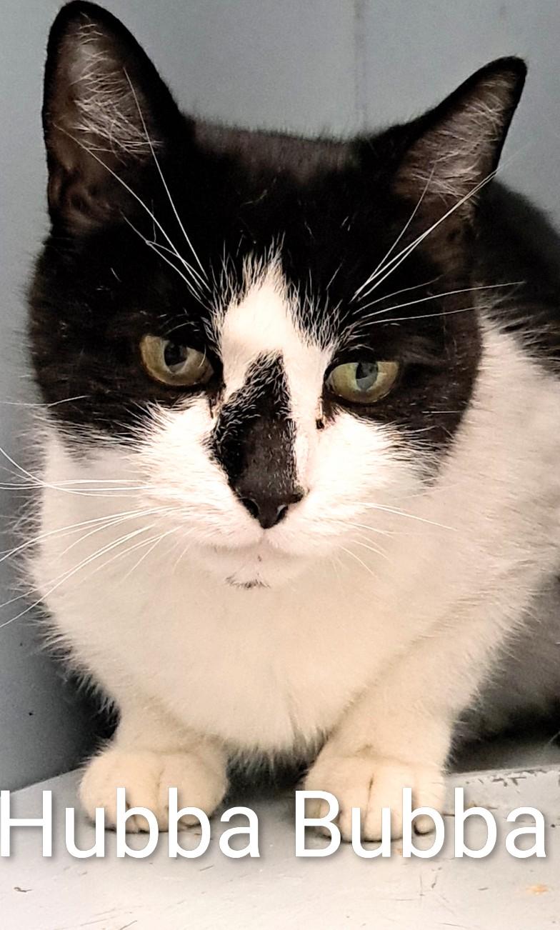 Enlarge Hubba Bubba, an adopted Domestic Short Hair in Buffalo, NY image 1/3