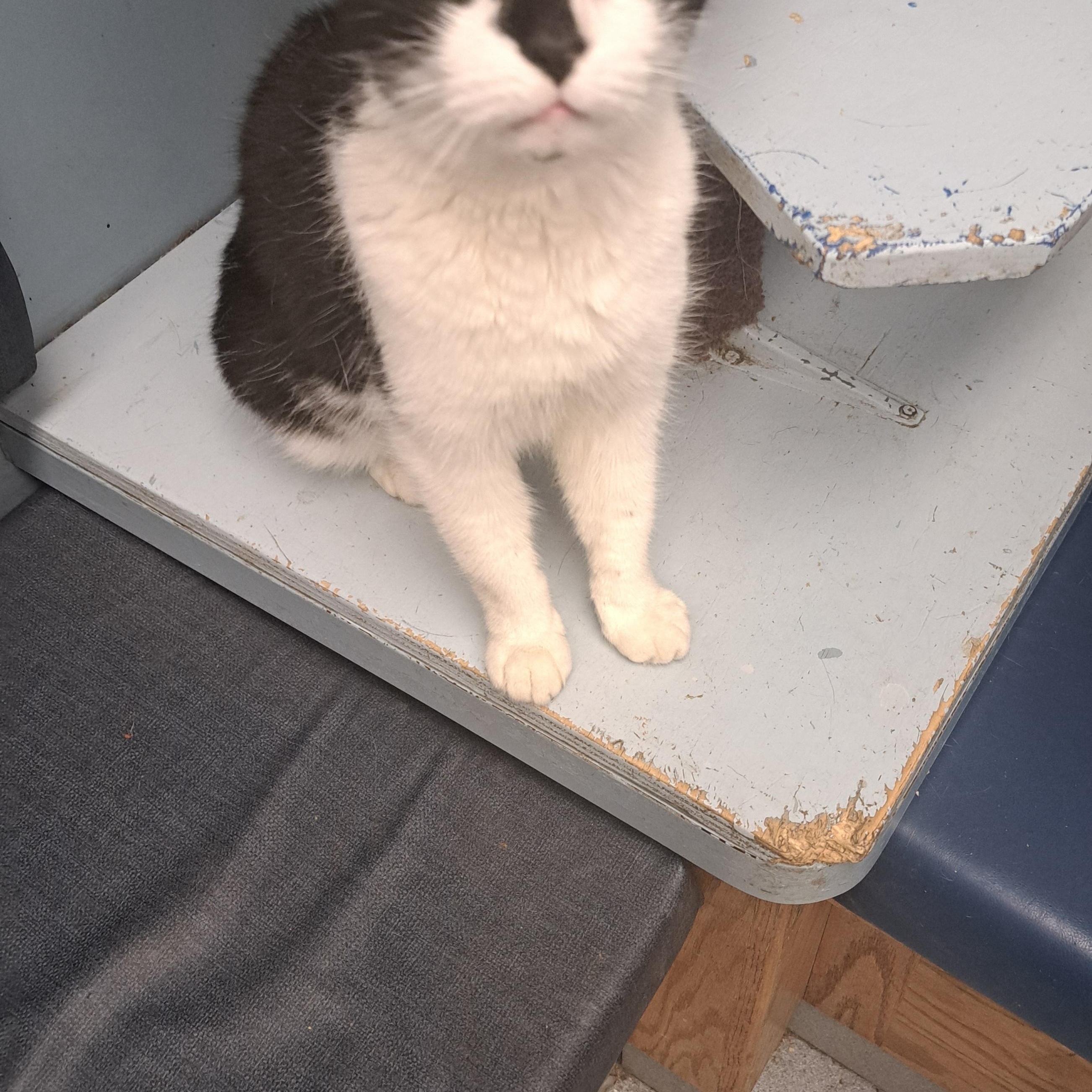 Enlarge Hubba Bubba, an adopted Domestic Short Hair in Buffalo, NY image 3/3