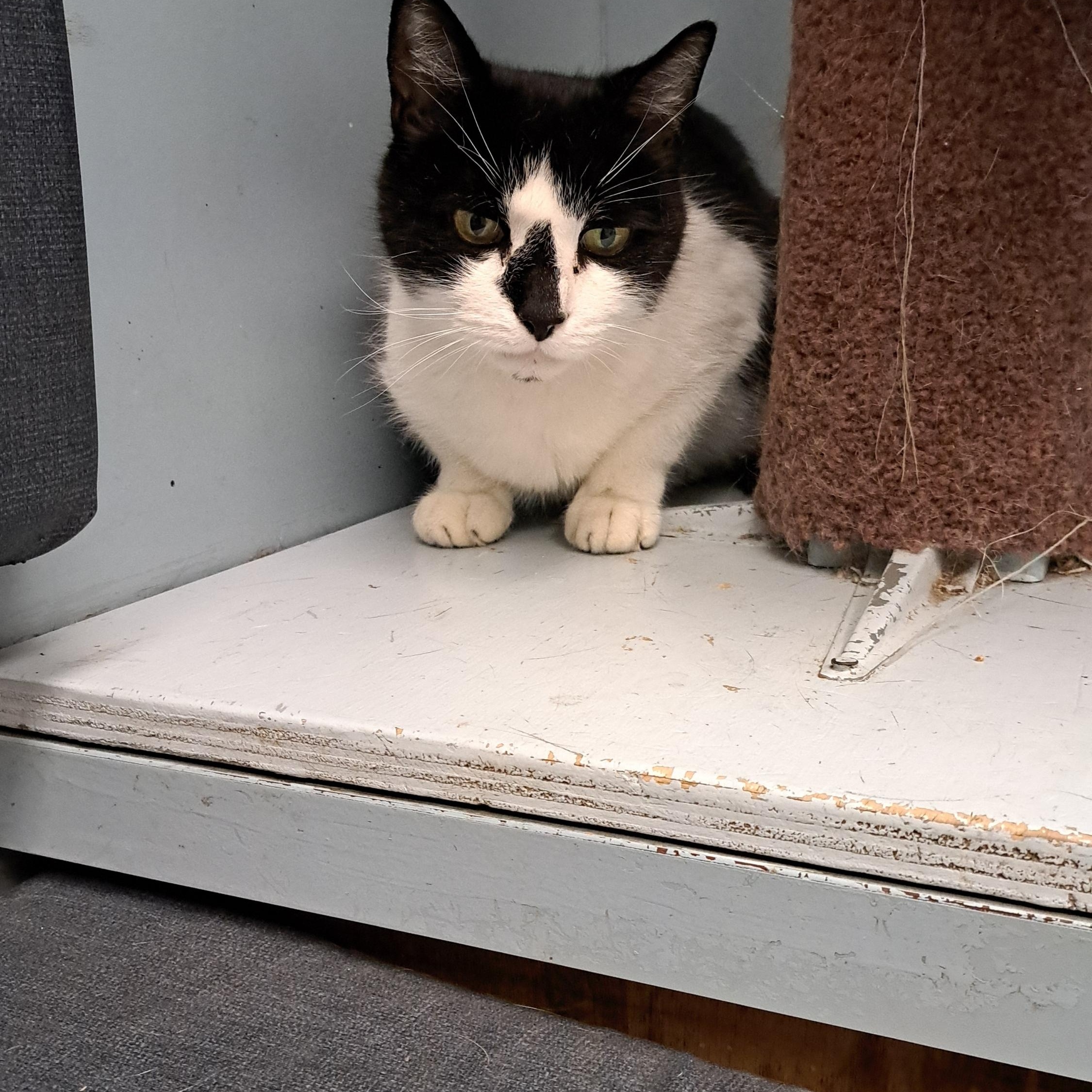 Enlarge Hubba Bubba, an adopted Domestic Short Hair in Buffalo, NY image 2/3