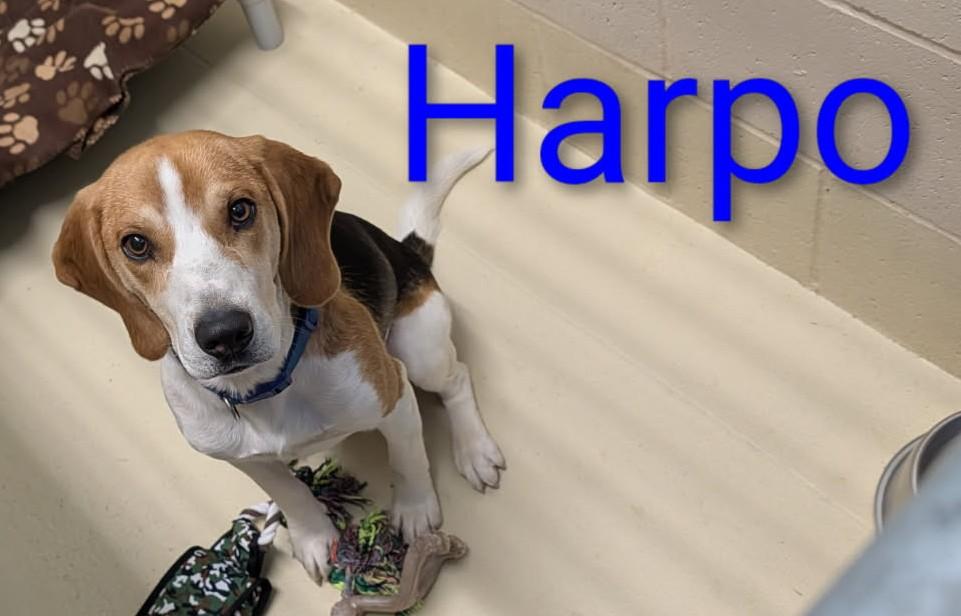Enlarge Harpo, an adopted mixed breed in Mauston, WI image 1/1