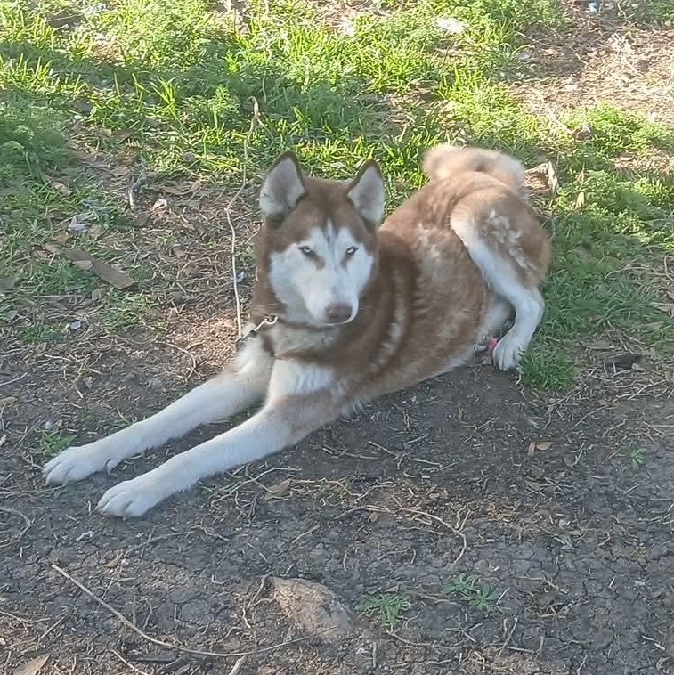 Best Buddy (Now BUBBY), adopted, Adult Male Siberian Husky.
