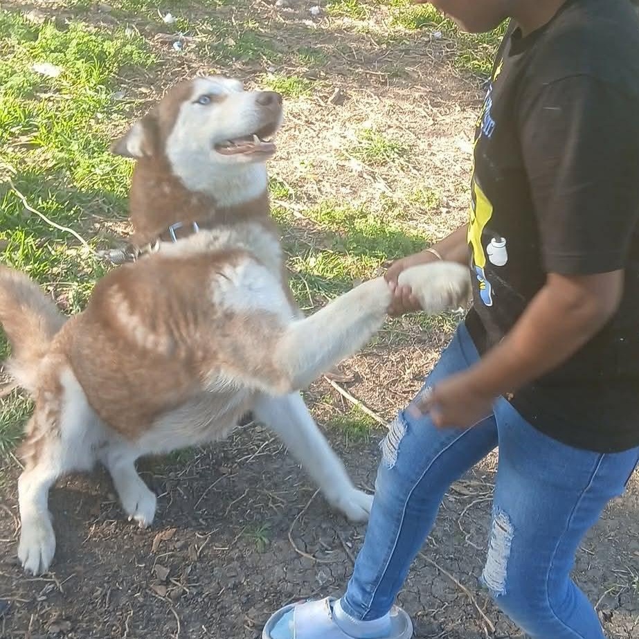 Enlarge Best Buddy (Now BUBBY), an adopted Siberian Husky in Hagerstown, MD image 2/6