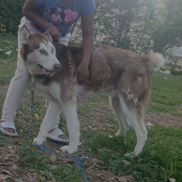 Enlarge Best Buddy (Now BUBBY), an adopted Siberian Husky in Hagerstown, MD image 5/6
