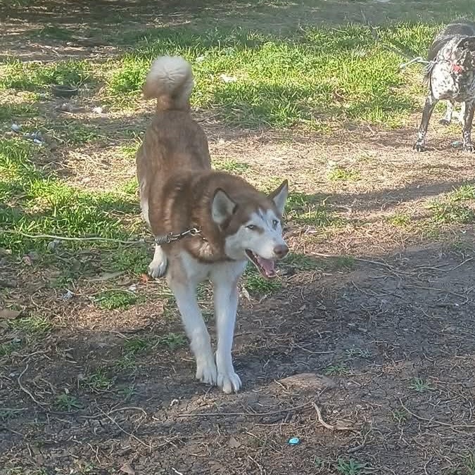 Enlarge Best Buddy (Now BUBBY), an adopted Siberian Husky in Hagerstown, MD image 3/6