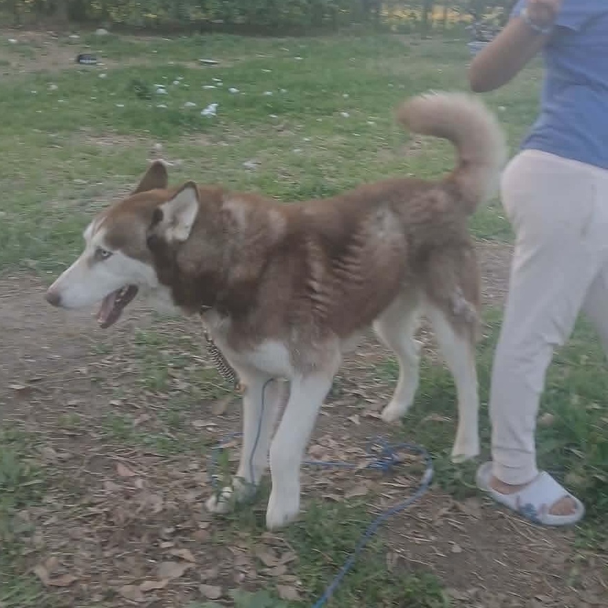 Enlarge Best Buddy (Now BUBBY), an adopted Siberian Husky in Hagerstown, MD image 4/6