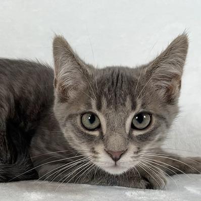 Apollo, Adoptable, Kitten Male Domestic Short Hair.
