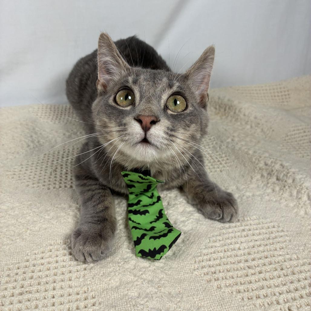 Enlarge Apollo, a Adoptable Domestic Short Hair in Johnson City, TN image 2/6
