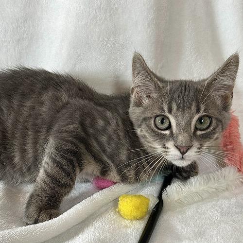 Enlarge Apollo, a Adoptable Domestic Short Hair in Johnson City, TN image 3/6