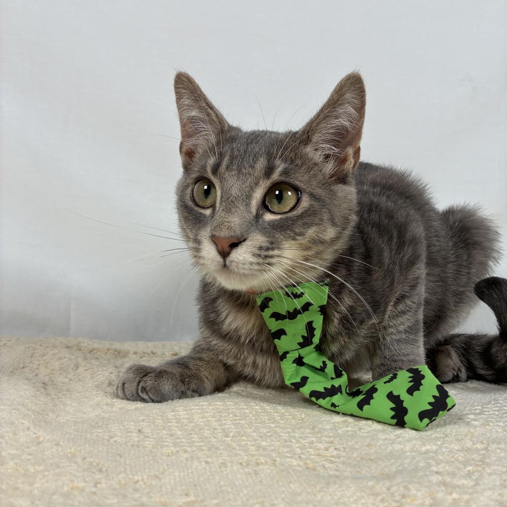 Enlarge Apollo, a Adoptable Domestic Short Hair in Johnson City, TN image 4/6
