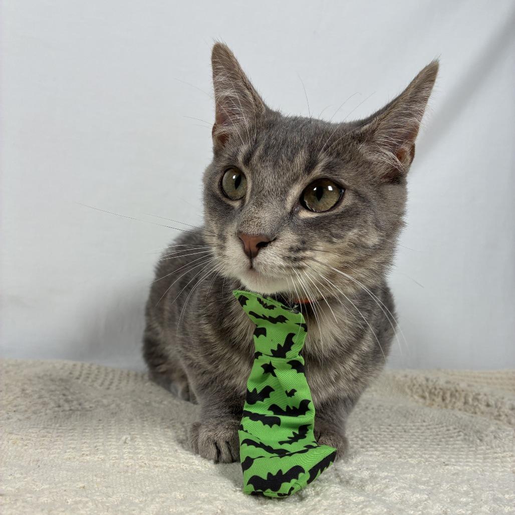Enlarge Apollo, a Adoptable Domestic Short Hair in Johnson City, TN image 5/6