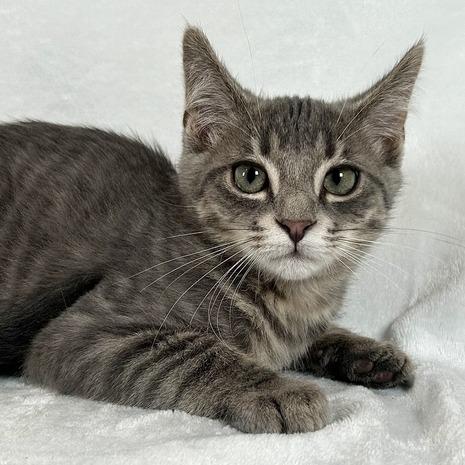 Enlarge Apollo, a Adoptable Domestic Short Hair in Johnson City, TN image 6/6