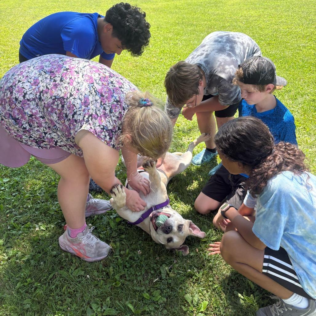 Enlarge Nori, a Adoptable Mixed Breed in Waukesha, WI image 2/6
