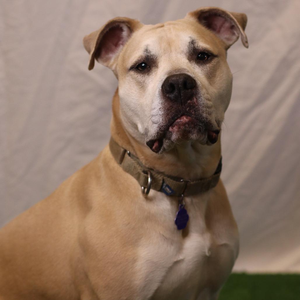 Enlarge Nori, a Adoptable Mixed Breed in Waukesha, WI image 3/6