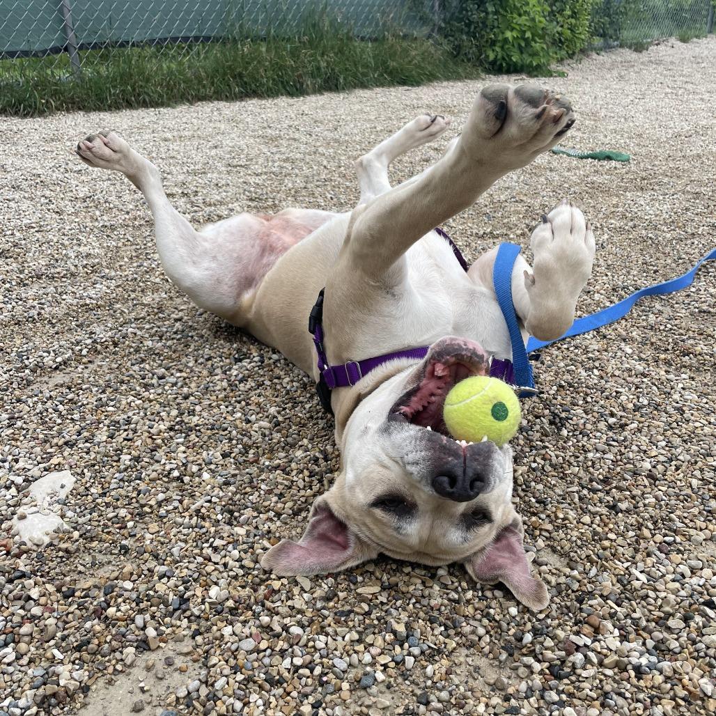 Enlarge Nori, a Adoptable Mixed Breed in Waukesha, WI image 4/6