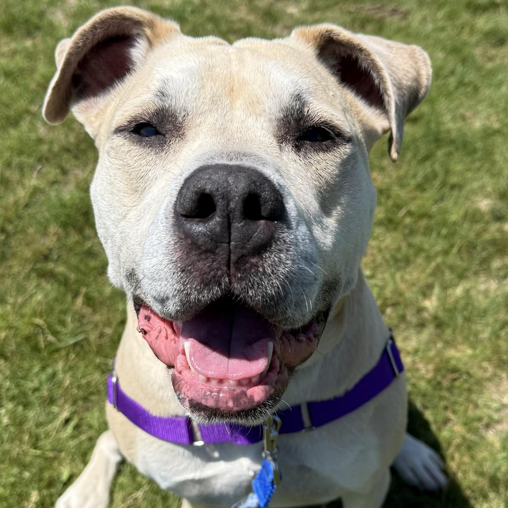 Nori, Adoptable, Senior Female Mixed Breed.