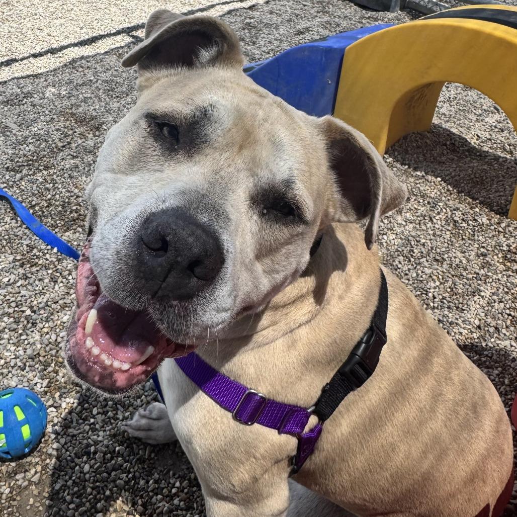 Enlarge Nori, a Adoptable Mixed Breed in Waukesha, WI image 5/6