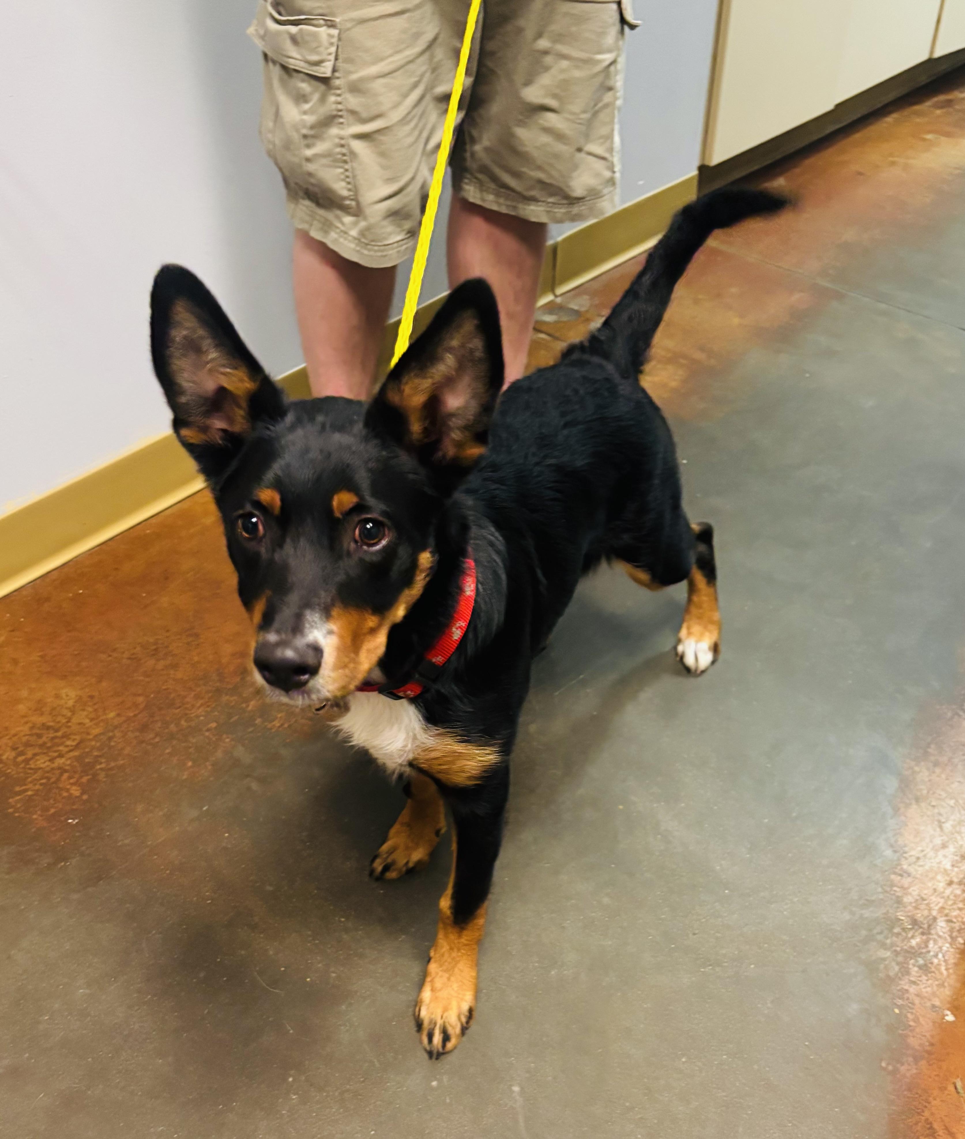 Ghoul, adopted, Young Male Australian Shepherd.