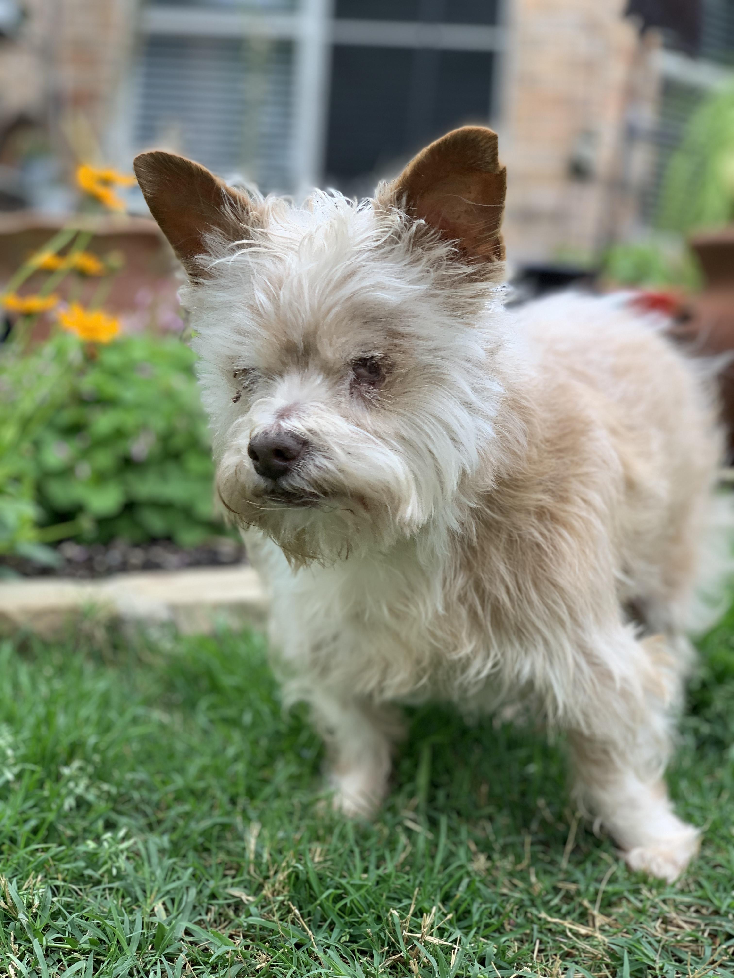 Dougie, a Adoptable mixed breed in Plano, TX image 1/5