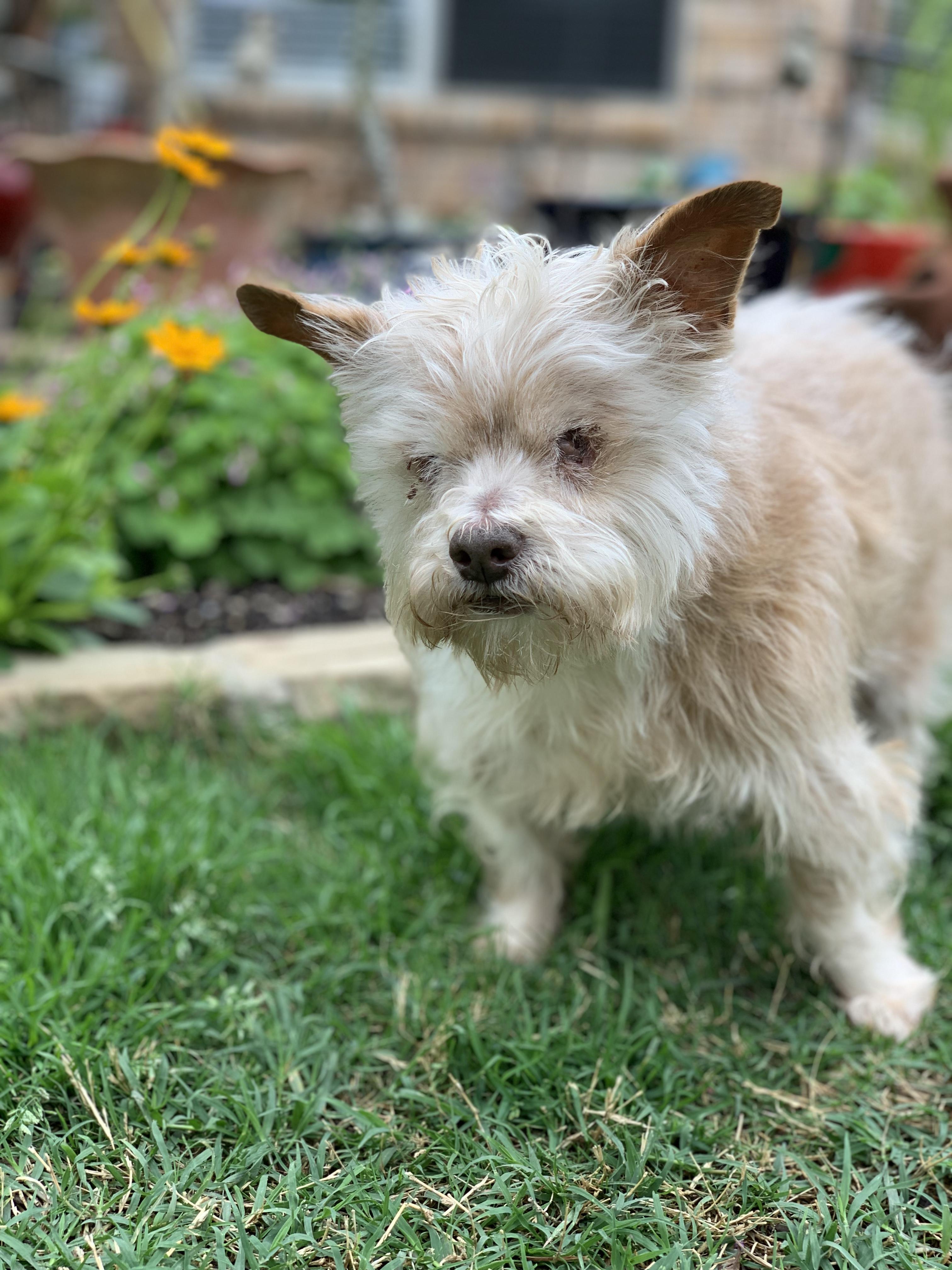 Dougie, a Adoptable mixed breed in Plano, TX image 5/5