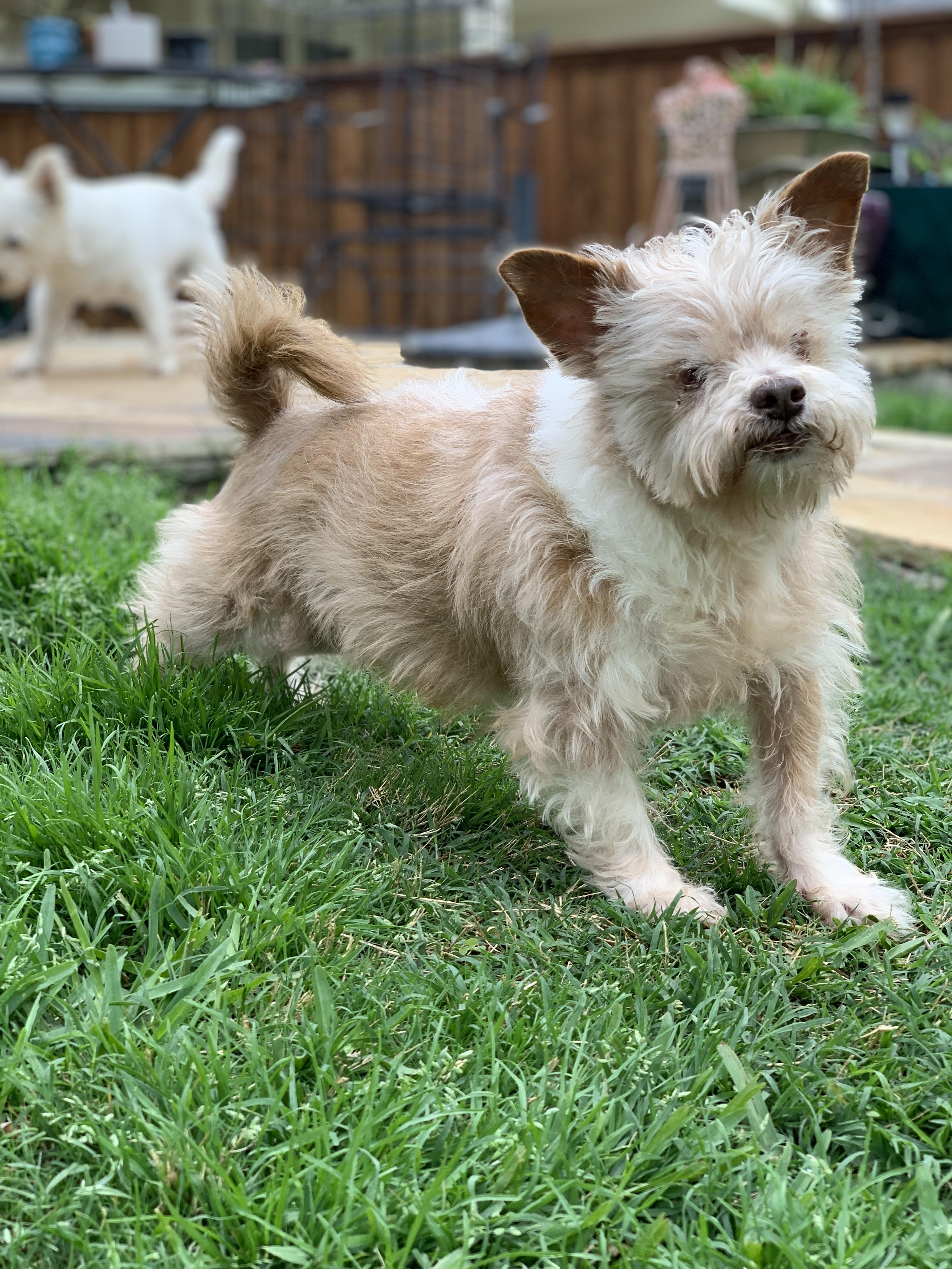 Dougie, a Adoptable mixed breed in Plano, TX image 2/5
