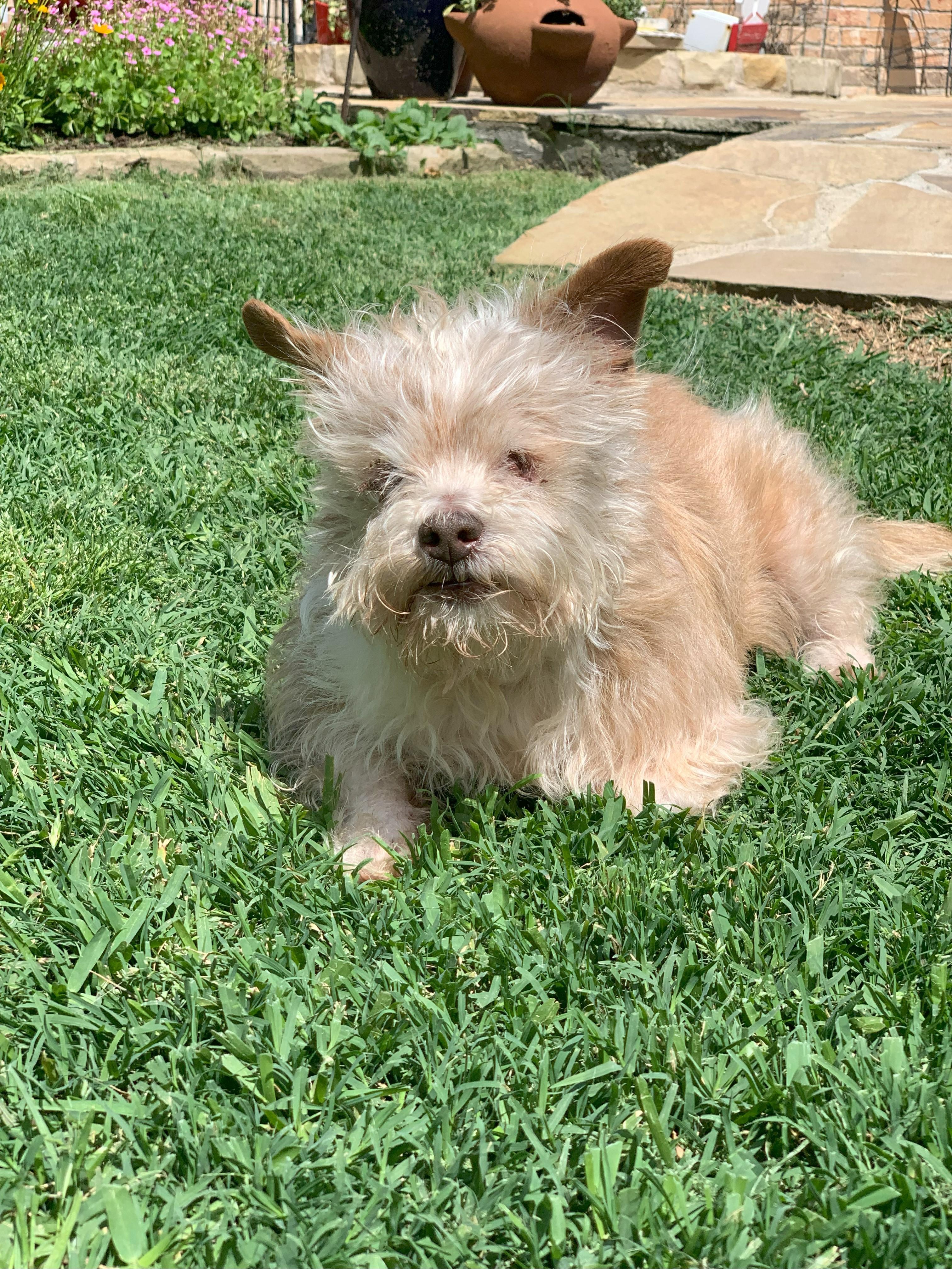 Dougie, a Adoptable mixed breed in Plano, TX image 3/5