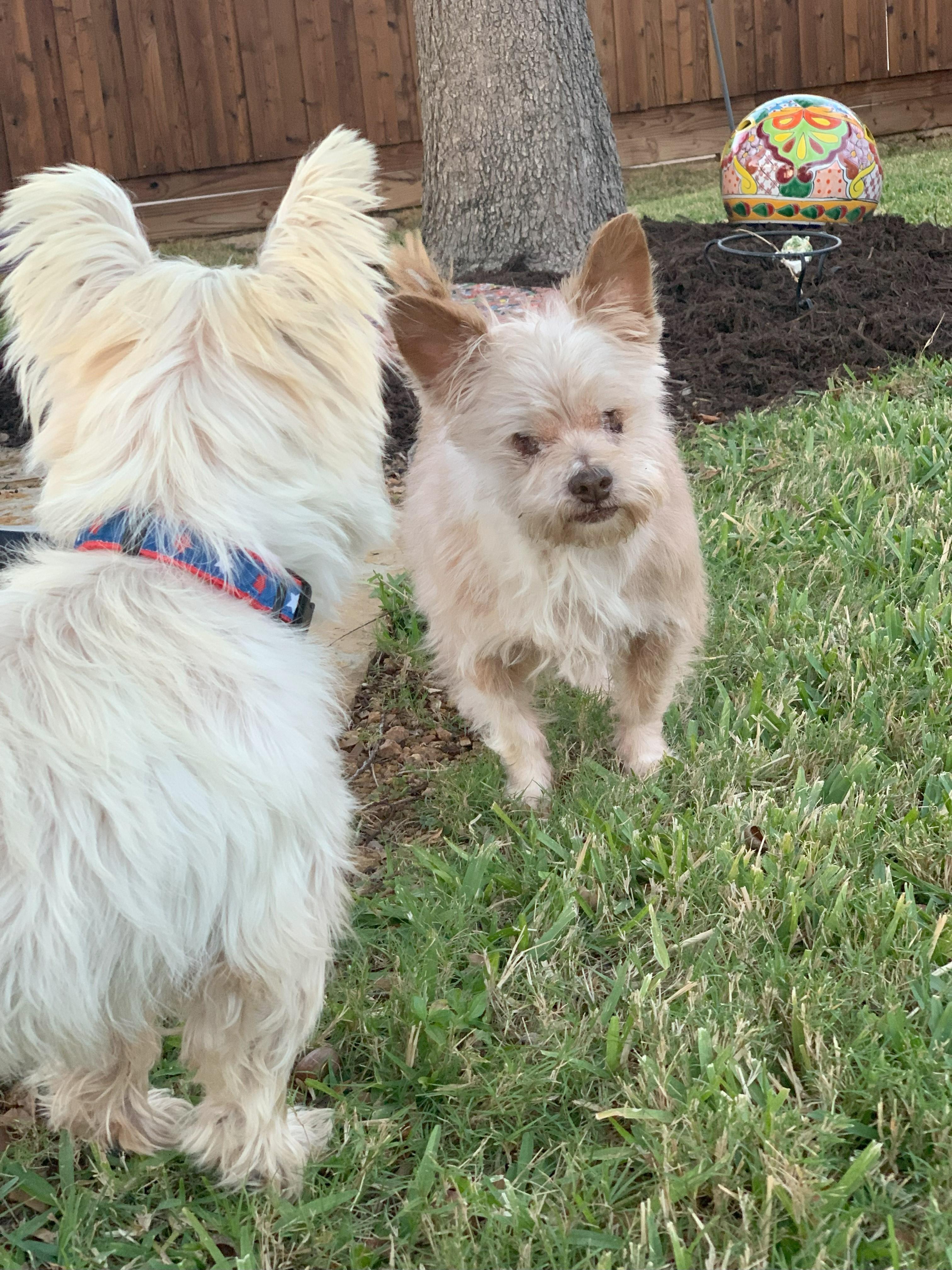 Dougie, a Adoptable mixed breed in Plano, TX image 4/5