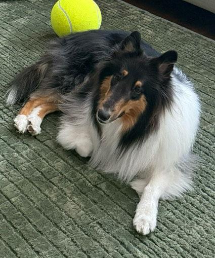 Enlarge Leo, a Adoptable Collie in Pueblo West, CO image 1/3