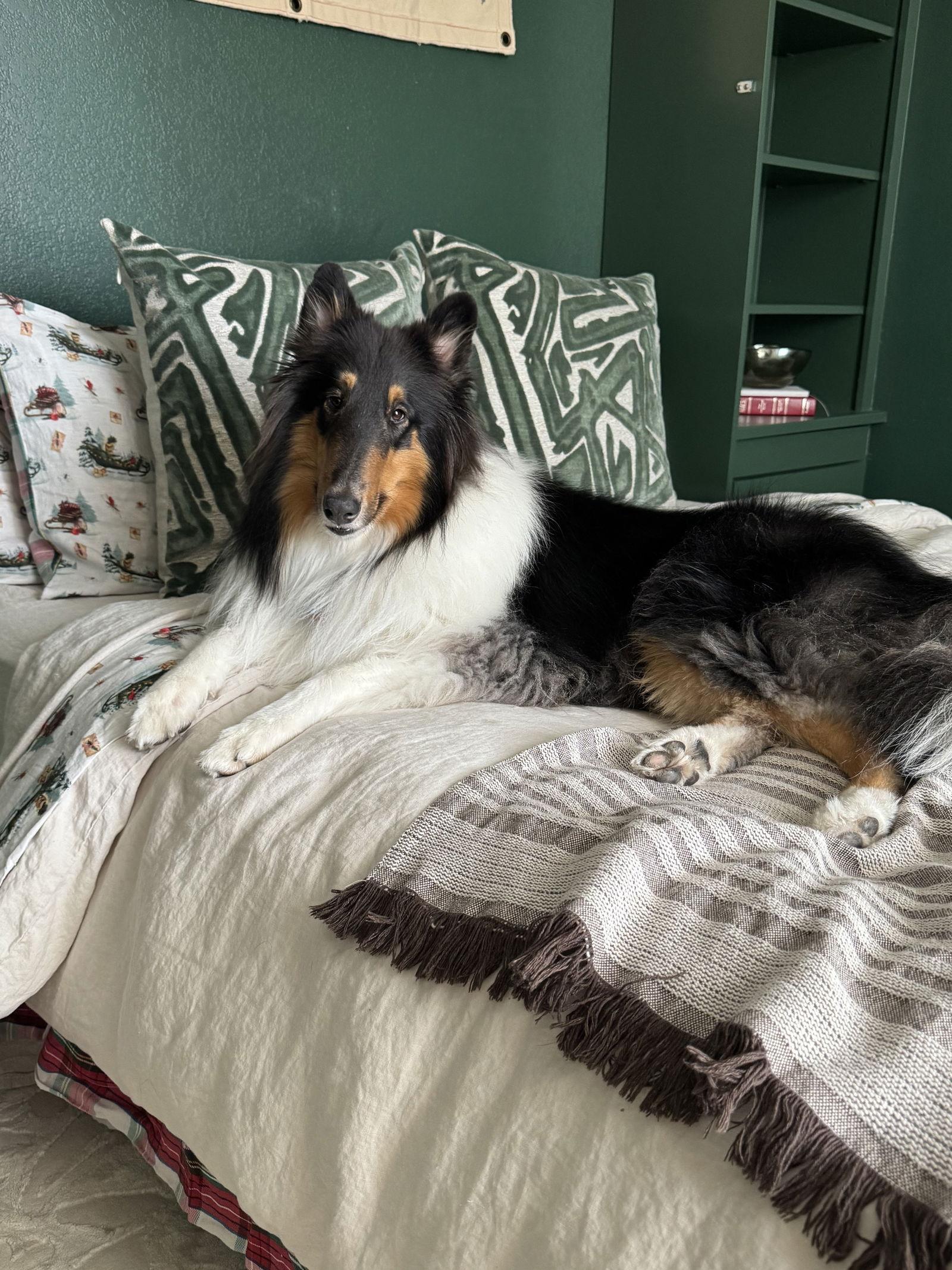 Enlarge Leo, a Adoptable Collie in Pueblo West, CO image 2/3