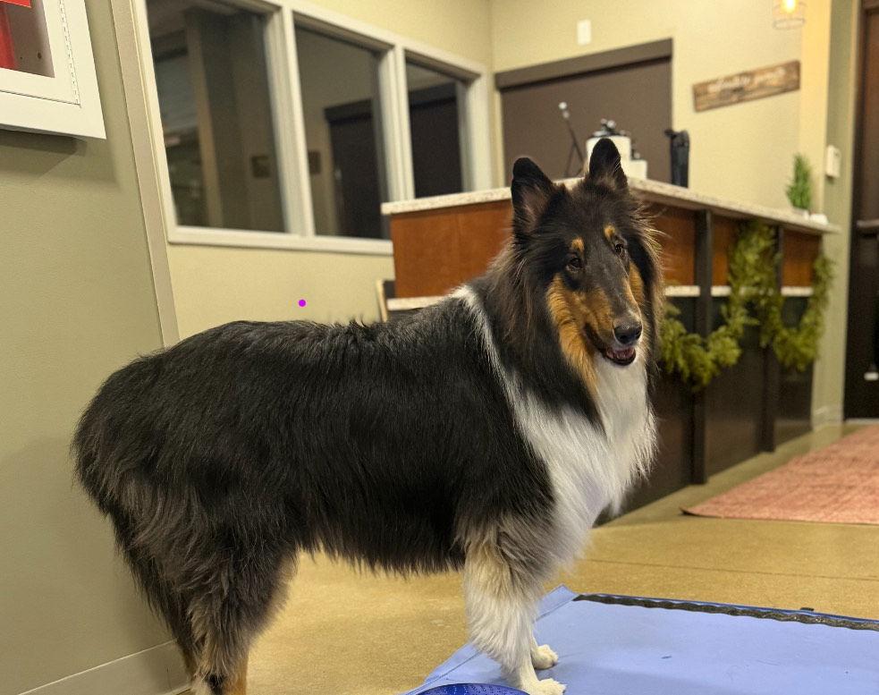 Enlarge Leo, a Adoptable Collie in Pueblo West, CO image 3/3