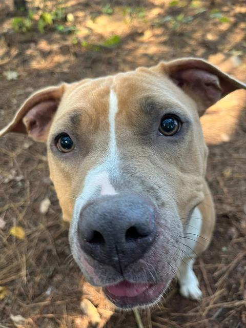 TAMMY SUE, Adoptable, Adult Female Pit Bull Terrier.
