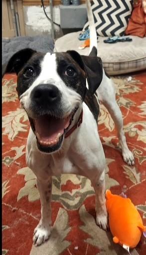 Enlarge PRECIOUS, a Adoptable Mixed Breed in Fernandina Beach, FL image 4/5